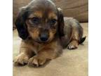 Dachshund Puppy for sale in Mobile, AL, USA