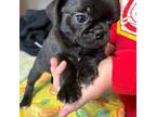Pug Puppy for sale in Lansing, KS, USA