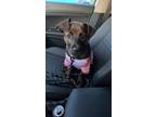 Adopt Poni (Available 5/3/24) a Terrier