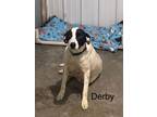 Adopt Derby (Available 5/3/24) a Pointer
