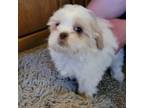 Shih Tzu Puppy for sale in Thornton, CO, USA