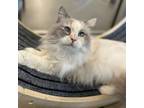 Adopt Missey * Bonded With Princess * a Domestic Long Hair