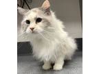 Adopt Missey * Bonded With Princess * a Domestic Long Hair