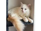 Adopt Princess * Bonded With Missey * a Domestic Long Hair