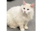 Adopt Princess * Bonded With Missey * a Domestic Long Hair