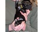 Mutt Puppy for sale in Summerville, SC, USA