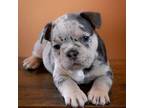 French Bulldog Puppy for sale in Mounds View, MN, USA