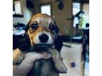 Dachshund Puppy for sale in Royal Oak, MI, USA