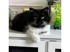 Adopt Love Bug a Domestic Medium Hair