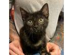 Adopt Munchkin a Domestic Short Hair