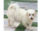 Adopt Snickers a Havanese, Poodle