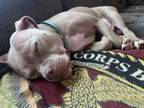 Adopt Sugar Rae a Pit Bull Terrier, Mixed Breed