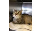 Adopt Zilla a Domestic Short Hair