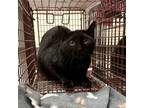 Adopt Nori a Domestic Short Hair