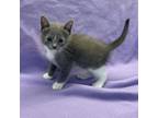 Adopt Kona a Domestic Short Hair