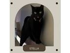 Adopt Stella a Domestic Short Hair