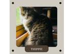 Adopt Thippie a Domestic Long Hair