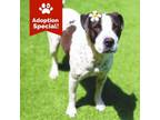 Adopt Shei - Loves snacks, humans and dogs! a Pit Bull Terrier