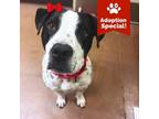 Adopt Shei - Loves snacks, humans and dogs! Adoption Special $25!