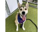 Adopt Lana a Husky