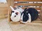 Adopt Lily and Poppy a Polish, Lionhead