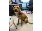 Adopt Hope - Adoptable a Labrador Retriever, Mixed Breed