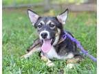 Adopt Wren - Adoptable a German Shepherd Dog, Mixed Breed