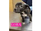 Adopt Lora a American Staffordshire Terrier