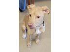 Adopt Delilah a Labrador Retriever, Pit Bull Terrier