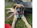 Adopt Bandit a Great Pyrenees, Cattle Dog