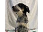 Adopt Bandit a Great Pyrenees, Cattle Dog