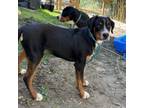 Adopt Betsy a Greater Swiss Mountain Dog