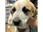 Adopt Harley a Great Pyrenees, Cattle Dog