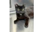 Adopt Betty White Spot a Domestic Short Hair