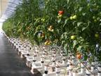 Business For Sale: Organic Agriculture