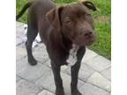 Adopt Slyla a Chocolate Labrador Retriever, Mixed Breed