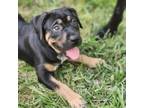 Adopt East (Directional Litter) a Boxer, Mixed Breed