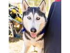 Adopt Miss Pris a Husky, Mixed Breed