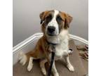 Adopt Mirage a Great Pyrenees