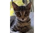 Adopt Nebula a Domestic Short Hair