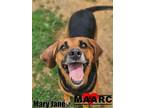 Adopt Mary Jane a Hound, Mixed Breed