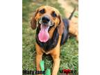 Adopt Mary Jane a Hound, Mixed Breed