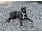 Adopt Eclipse a Pit Bull Terrier, Cane Corso