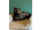 Adopt Flossie - In Foster Home a Domestic Short Hair