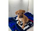 Adopt Carmen a Black Mouth Cur, Mixed Breed