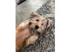 Adopt Mort a Yorkshire Terrier, Mixed Breed