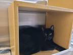 Adopt Nova a Domestic Short Hair