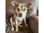 Adopt Karma a Mixed Breed