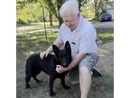 Adopt Olaya a German Shepherd Dog