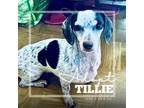 Adopt Tilly a Dachshund, Mixed Breed